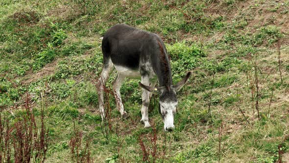 Domestic animal donkey grazing on a mountain rural pasture with green grass