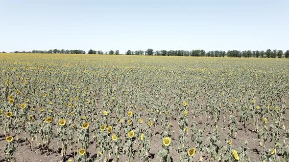 Dry Field with Dried Sunflowers in Summer View