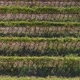 Aerial View of the Vineyards Fields - VideoHive Item for Sale