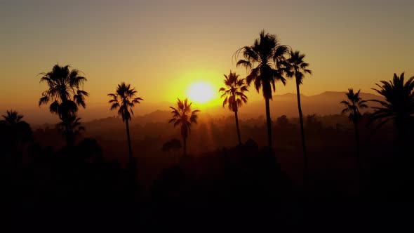 Aerial shot of a row of palm trees at Sunset