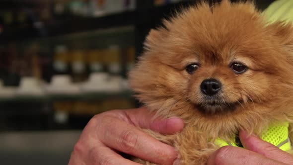 Close Up Shot Of Cute Small Pomeranian Dog Sitting On A Human Lap 2