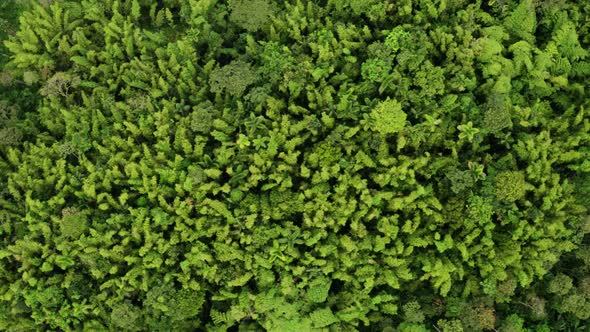 Aerial view, flying over a natural patch of bamboo and palm trees