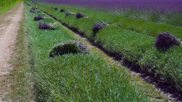 Moving Forward on a Lavender Field with Cut Bunches