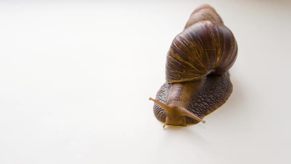 Achatina Fulica Crawls Over a White Background