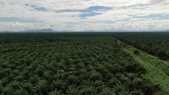 Aerial View of The Palm Oil Estates