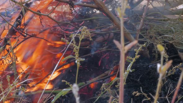 Nature Burns, Bushes, Tree Branches,green Grass, Dry Reeds Burns with a Powerful Flame in a Fraction