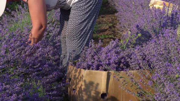 Woman Farmer Hand Cutting of Lavender Using Harvesting Knife