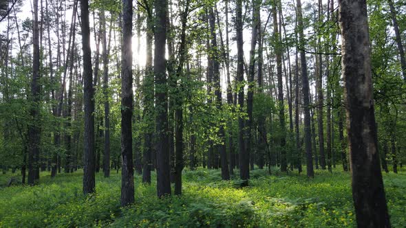 Summer Forest with Pine Trees Slow Motion