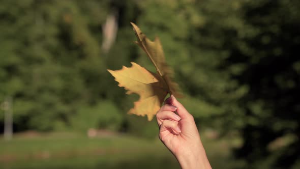 Female Hand Holding and Twisting Golden Maple Leaf on a Sunny Day