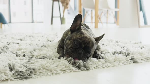 Funny French Bulldog Lying Down in Sunny Living Room