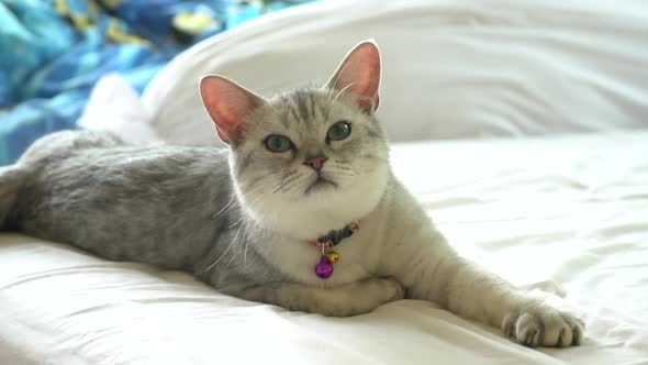 American Shorthair Cat Lying On White Bed 