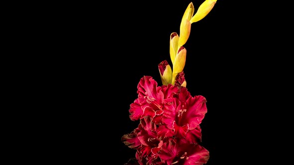 Time lapse of Red Gladiolus Flower Wilt