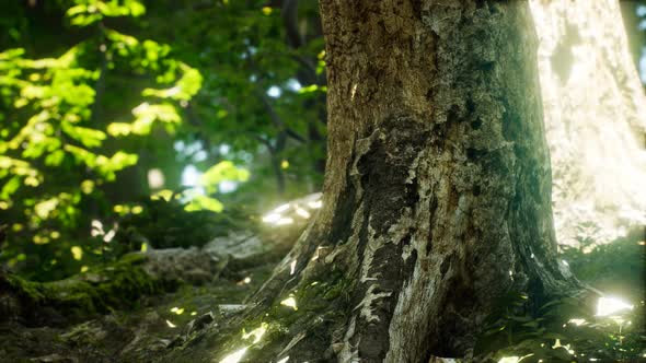 The Primeval Forest with Mossed Ground