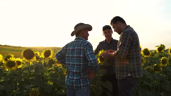 a Group of Farmers in the Sunflower Field Shaking Hands