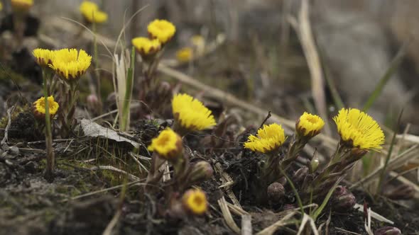 Coltsfoot Flowers Bloom