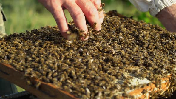 Man's Bare Hand Holding Frame with Many Bees and Taking Some on his Hand