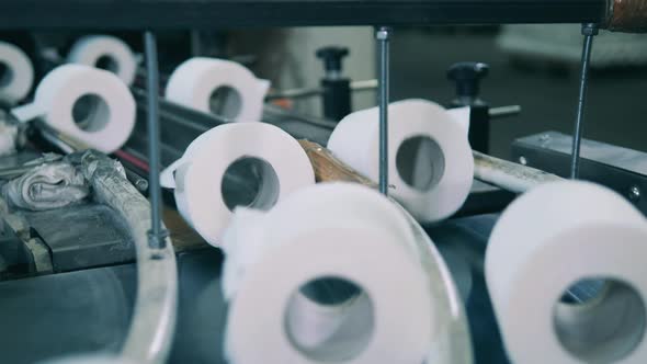 Rolls of Toilet Paper Moving Along a Conveyor Belt at a Paper Manufacturing Plant