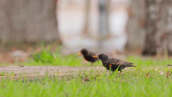 Wild Forest Bird Common Starling Looking for Worms In Spring Day