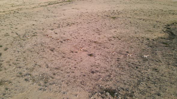 Drone tracking of a group of fast running wild donkeys or asses in the desert on a sunny day. Locati