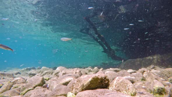 Fish slowly  swimming in very clear, transparent, shallow water. Minnows moving in all directions ov