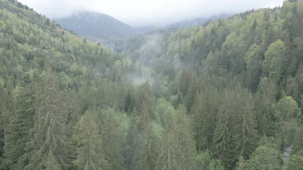 Ukraine, Carpathian Mountains: Beautiful Mountain Forest Landscape. Aerial, Flat, Gray