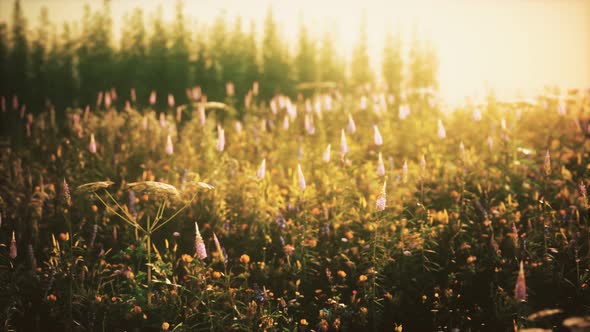 Wild Field Flowers at Summer Sunset