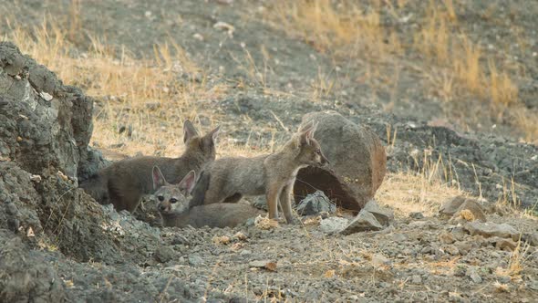 Close up of three Fox Pups playing in evening around den in grassland