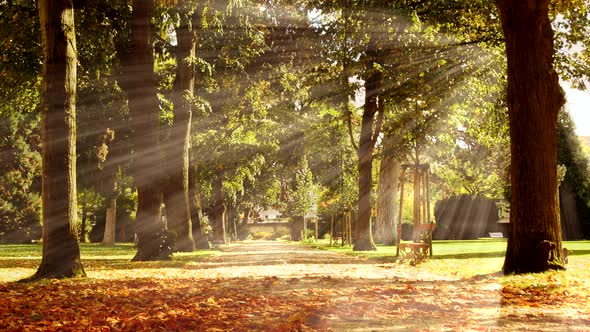 Autumn Fall Forest Trees Woods Nature Environment Background