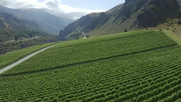 Drone rises heroically over cliffside vineyard of Pinot Noir In Central Otago