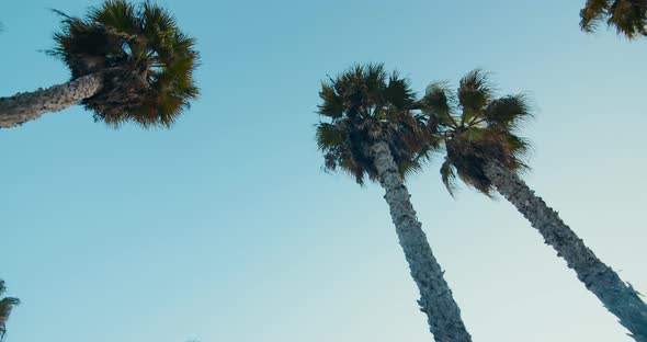 Camera rotate overlooking palm trees with clear blue sky as background on sunset