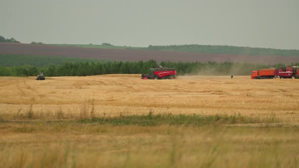 Harvesting of Ripe Grain Crops Using Combines and Tractors in a Farmer's Field