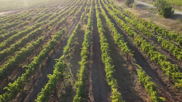 Aerial View of Vineyards Field Plantation on Sunset