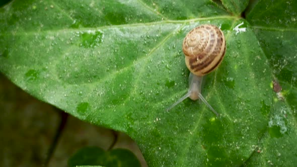 Snail Slowly Crawling on a Wet Green Leaf. Natural Background with Moving Insect.