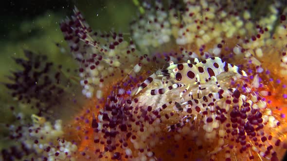 Close up of two coleman shrimps on fire urchin filmed in the Philippines