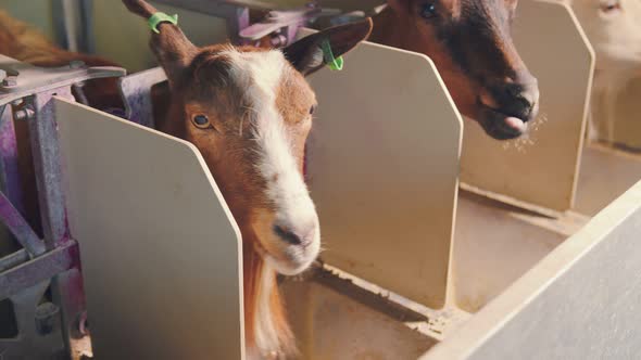 Industrial Milking of Goats on the Farm. Goats Go Into Special Enclosures for Automatic Milk Milking