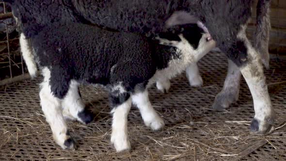 Black and white lamb drinking milk from mother sheep
