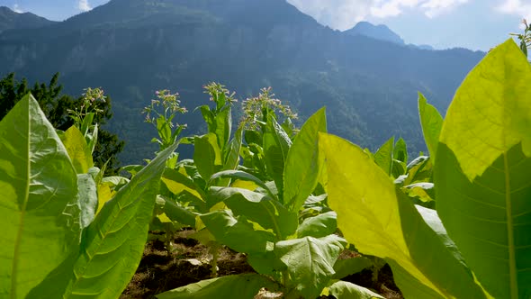 Slow pan shot of growing Tobacco Plantation in front of mountain range in Switzerland - close up