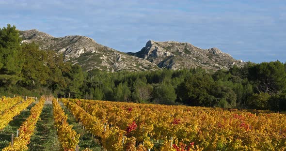 Mountains of the Alpilles overlooking the vineyards, Saint Remy de Provence, France