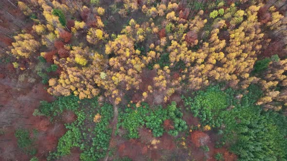 Autumn Sunrise in the forest