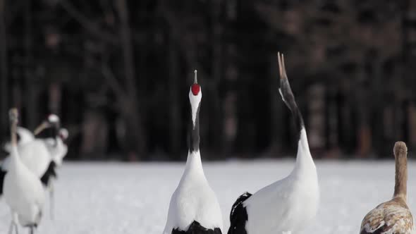 Japanese Cranes Hokkaido Japan