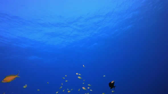 Blue Sea Water Underwater