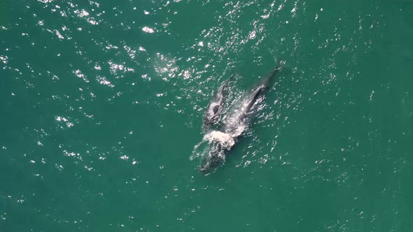 Aerial view of humpback whales.