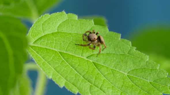 Micro Red Jumping Spider Sitting And Looking Curious on Green Leaf