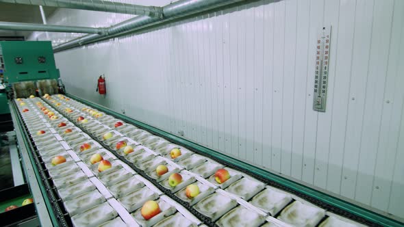 Equipment in a Factory for Drying and Sorting Apples