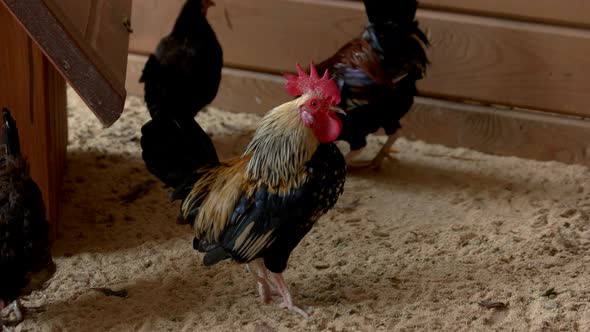 Colorful Cock with Red Crest on Head
