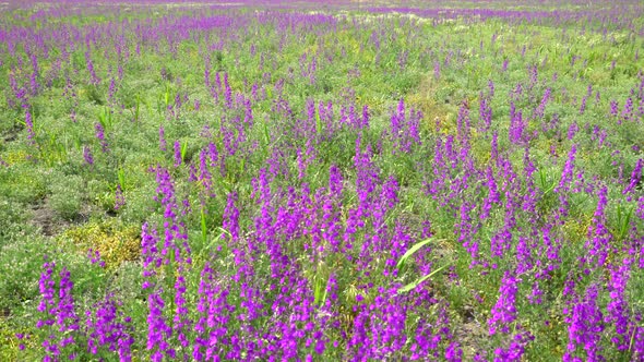 Purple Wildflowers 3