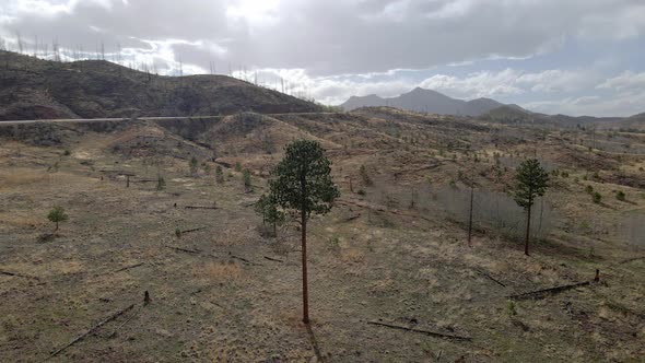 Tall pine tree standing by itself with an aerial view circling around the tree in the Pike National