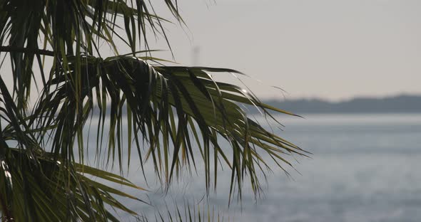 Palm tree leaves blowing in wind with ocean backdrop