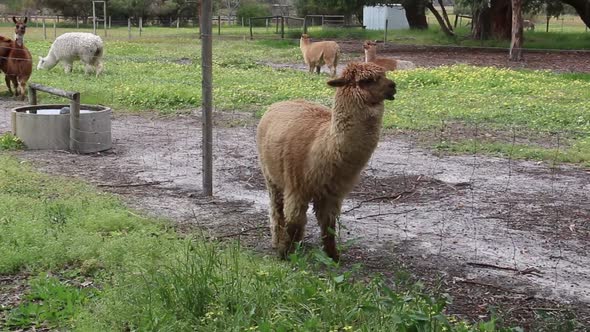 Herd of Alpacas and Llama grazing at a country farm park