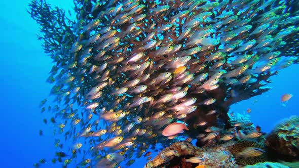 Glassfish Underwater Blue Water